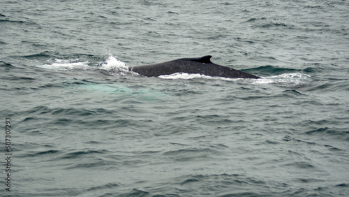 Humpback whale in Machalilla National Park  off the coast of Puerto Lopez  Ecuador