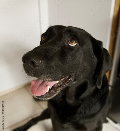 pretty black labrador dog head looking up in a kitchen