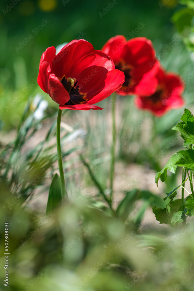 Three Tulips opened their petals in the spring garden. Three Tulips opened their petals in the spring garden.