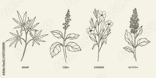 Set of hand drawn superfood plants