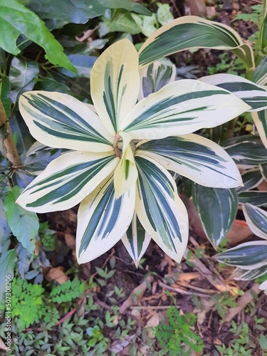 White and green variegated leaf of Spiralflag 'Costus Arabicus' plant.