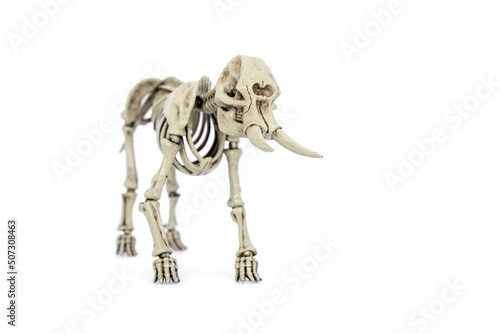 African elephant skeleton isolated on white background. © Panupong