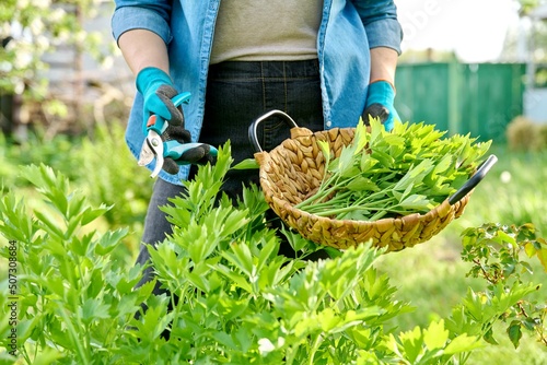 Spicy herb lovage, woman's hands with secateurs cutting harvest levisticum officinale photo