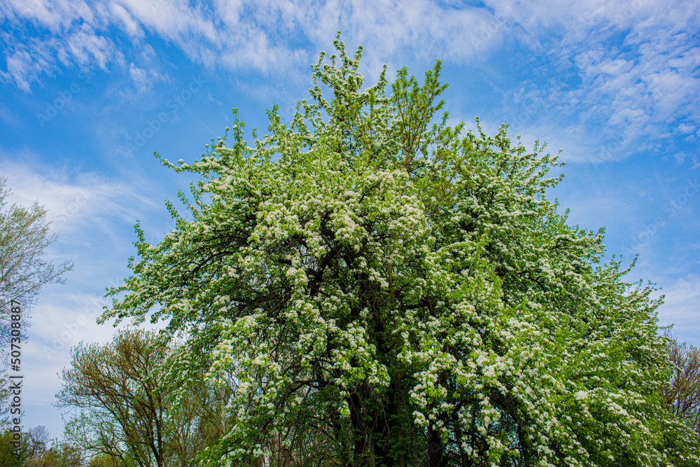 Fototapeta premium Blossoming pear tree in the garden.