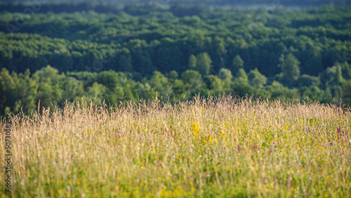 Ears and stems of dry grass on a blurred forest background. Web banner.