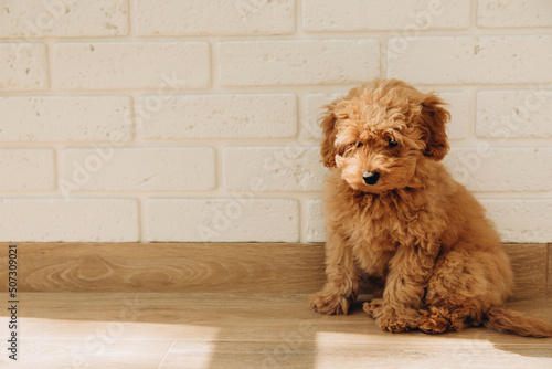 A small brown poodle dog sits on the floor and looks away. Puppy portrait