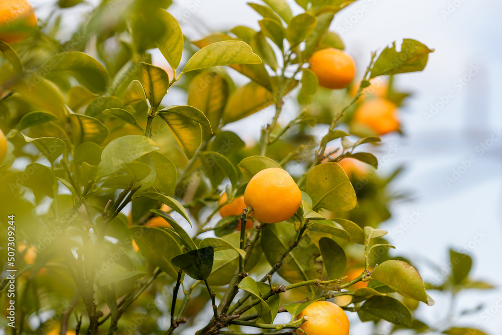 Fruits of Kumquat, on the tree Fruits of Kumquat, on the tree