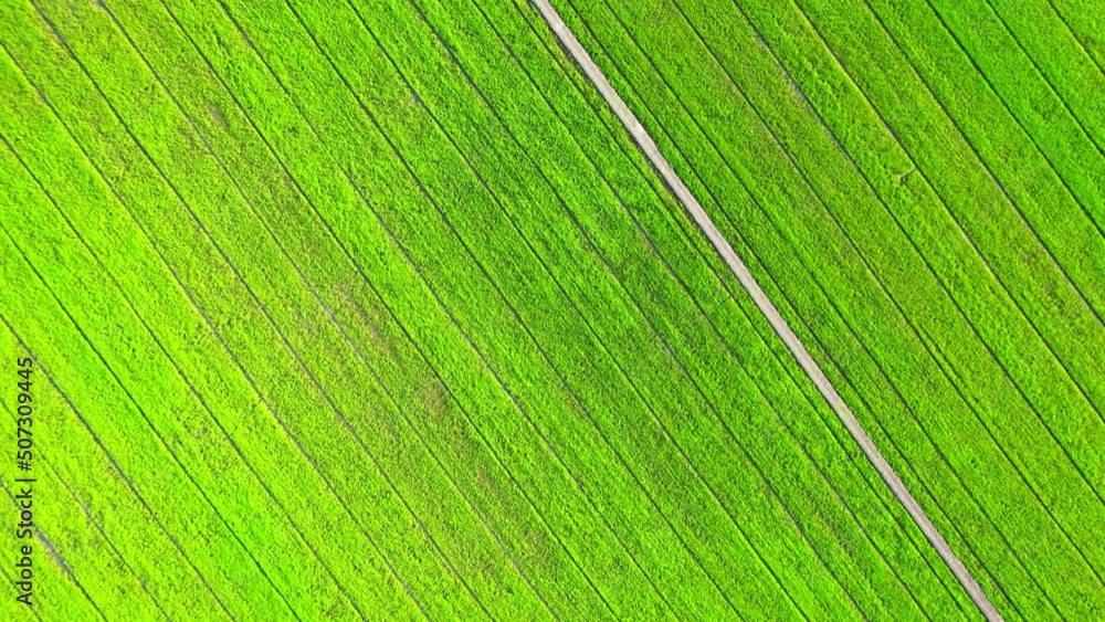The sapling of the green rice plant. Video of fresh spring rice field ...