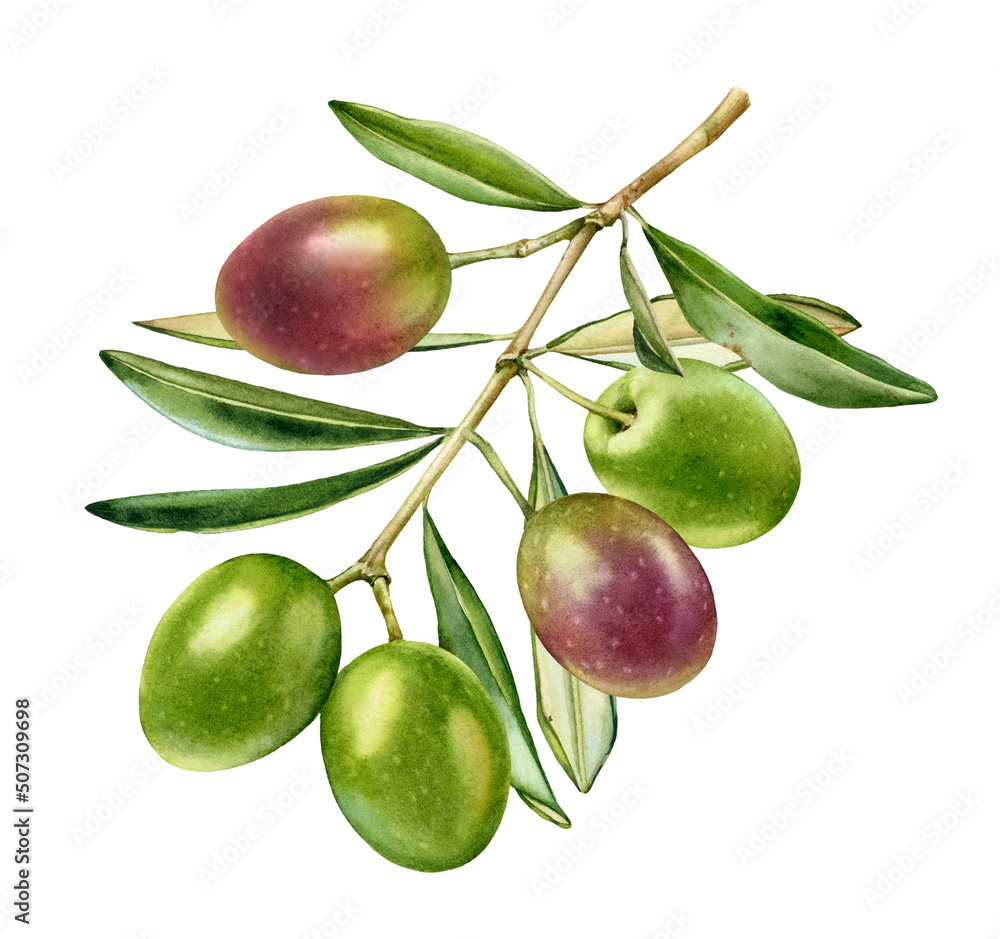 Watercolor olive branch. Ripe green and purple fruits with leaves ...