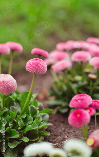 Beautiful pink daisies Bellis perennis bloom in the botanical garden. Marguerite Daisy flowers on the lawn in the park