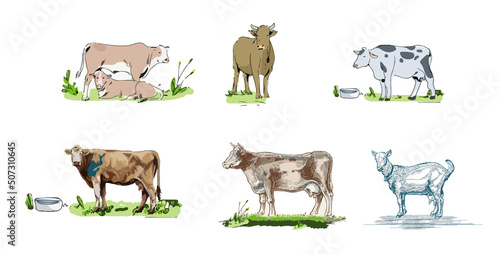 cow ox graphic vector illustration set different style