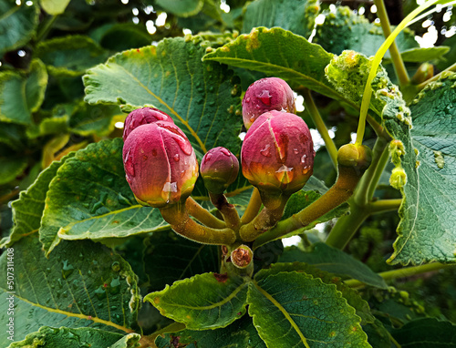 Árvore com lindos botões vermelhos de flor, repleta de gotas d'água localizada na região rural do bairro Jardim das Oliveiras, município de Esmeraldas, Minas Gerais, Brasil. photo