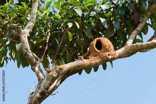 Casa de João-de-barro localizada em árvore na região rural em Juatuba, Minas Gerais, Brasil. © Diovane