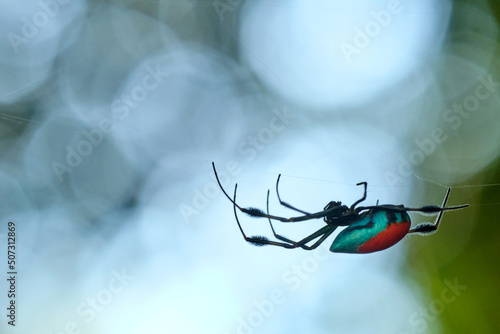 Fotografiet Red-and-blue Opadometa Leucauge sarawakensis