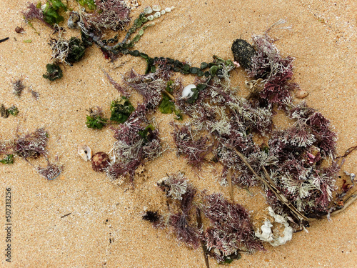 Jania, espécie de alga do gênero alga vermelha, são algas marinhas encontradas no japão, Índia, Brasil e ilhas do pacífico. Essas fotografadas em um município do estado do Espírito Santo, Brasil. photo