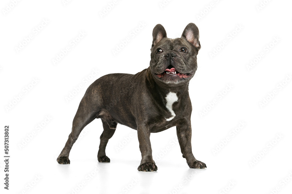 Portrait of beautiful small dog, black color French bulldog posing isolated over white background. Concept of activity, pets, care, vet, love, animal life.