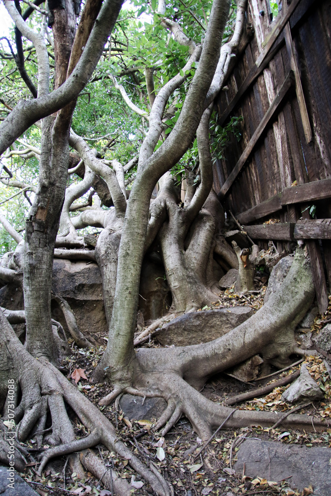 roots of a tree on rocks next to an old fence roots of a tree on rocks next to an old fence