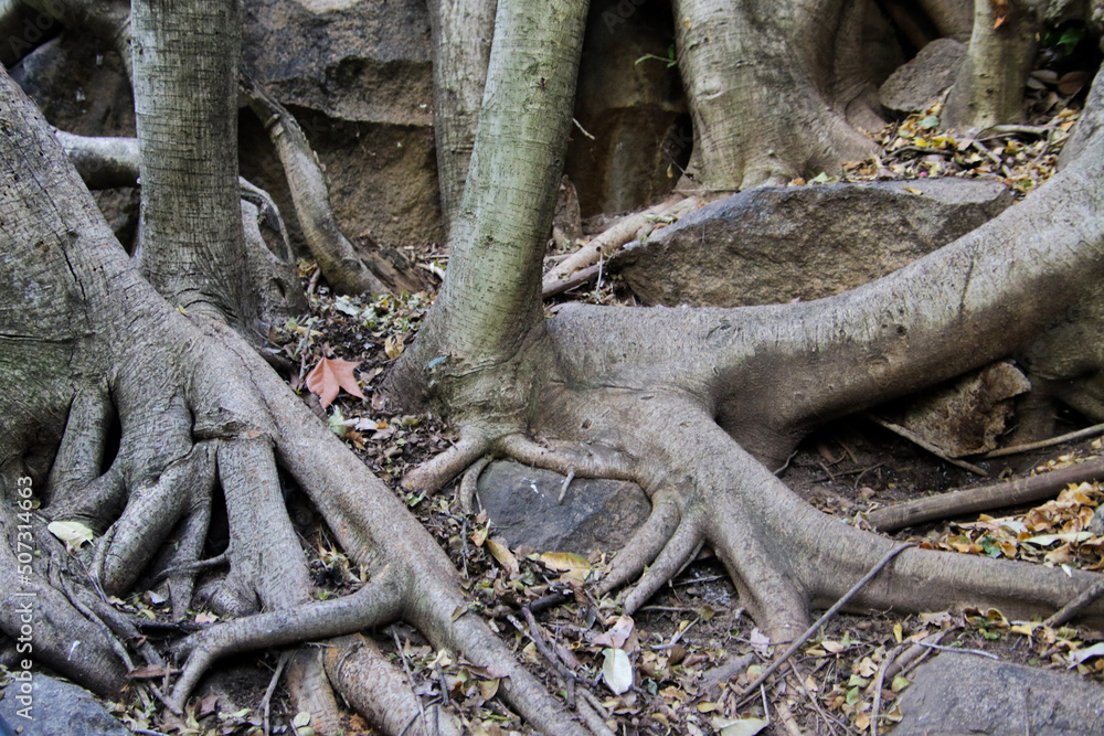 roots of a tree on rocks roots of a tree on rocks