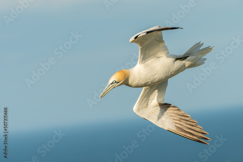 Canvastavla Northern gannet (Morus bassanus) in flight over the water