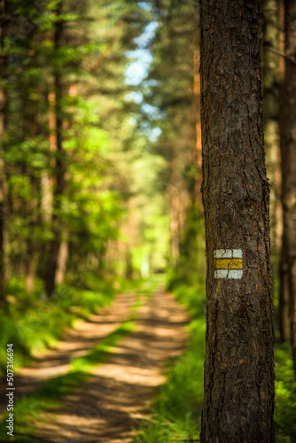 Yellow hiking sign on a tree in a sunny forest