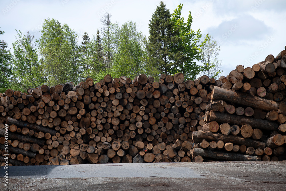 Piles of tree logs in a saw mill yard