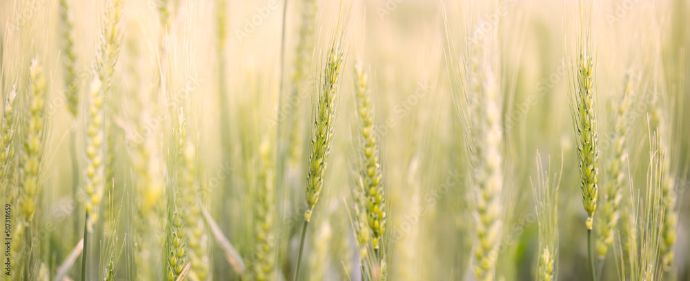 Close-up background of growing wheat in the field, panorama