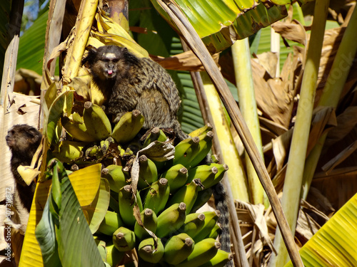 Lindo Sagui-de-tufos-pretos, em bananeira na região rural do bairro Jardim das Oliveiras, município de Esmeraldas, Minas Gerais, Brasil. photo