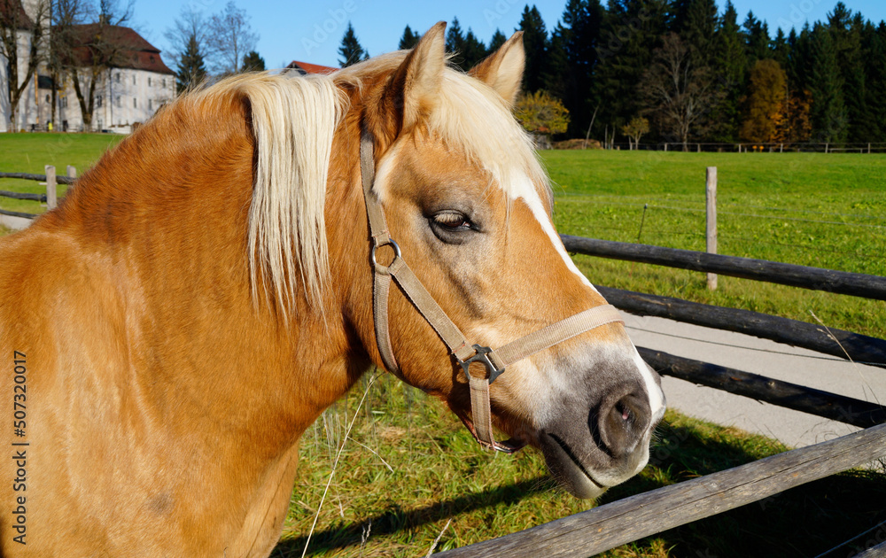 a blond palomino mare looking at the passers-by on the meadow near the Pilgrimage Church of Wies (German: Wieskirche) in Steingaden (Bavaria, Germany) a blond palomino mare looking at the passers-by on the meadow near the Pilgrimage Church of Wies (German: Wieskirche) in Steingaden (Bavaria, Germany)