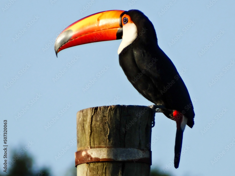 Obraz premium Lindo tucano toco fotografado em quintal localizado na região rural do bairro Jardim das Oliveiras, município de Esmeraldas, Minas Gerais, Brasil.