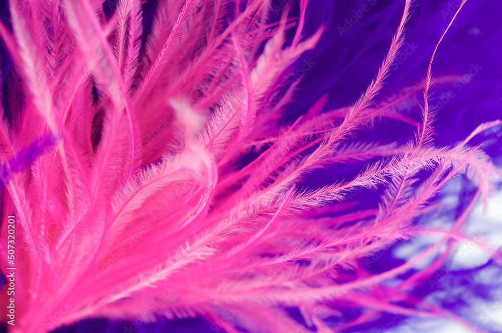 Obraz premium Abstract out of ostrich feathers. Ostrich feathers painted pink. 