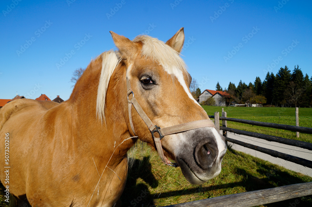 Obraz premium a blond palomino mare looking at the passers-by on the meadow near the Pilgrimage Church of Wies (German: Wieskirche) in Steingaden (Bavaria, Germany) 
