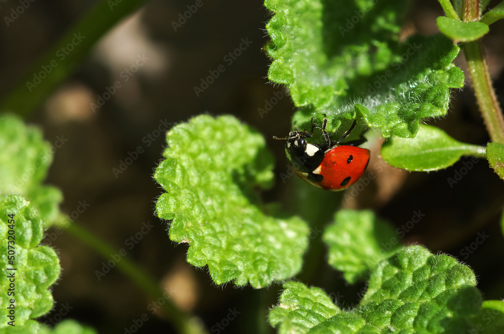 Ladybug sitting on top of a green plant. Insects. Ladybug sitting on top of a green plant. Insects.