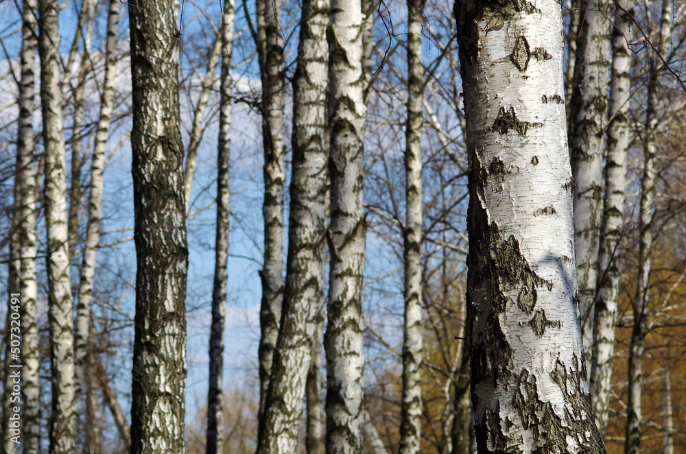Fototapeta premium Photo of black and white birches in a birch grove with birch bark between other birches. Birch trees trunks - black and white natural background