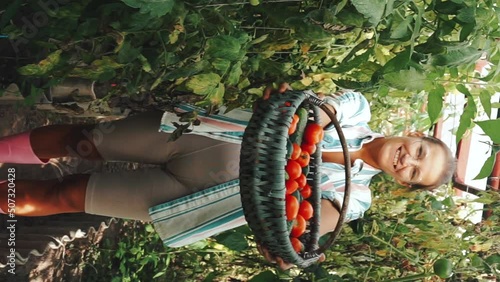 Young smiling agriculture woman worker picks ripe red cherry tomatoes in greenhouse on eco farm takes care of green planting. Organic Farming, home hobby gardening concept. Seasonal autumn harvesting