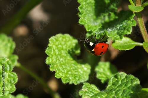 Ladybug sitting on top of a green plant. Insects.