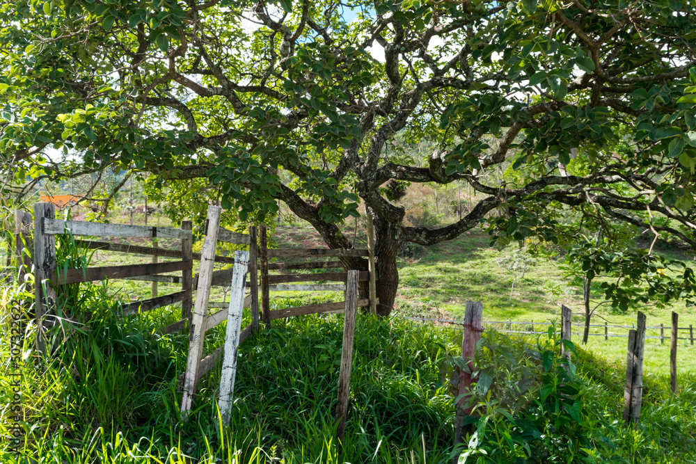 Pequizeiro fruta nativa do cerrado brasileiro, muito utilizado na culinária sertaneja. Esse fotografado na região de Igarapé, Minas Gerais, Brasil. Pequizeiro fruta nativa do cerrado brasileiro, muito utilizado na culinária sertaneja. Esse fotografado na região de Igarapé, Minas Gerais, Brasil.
