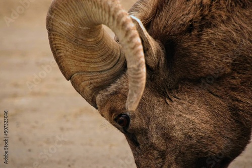 Close up of eye and horn of a Bighorn Sheep in the Elk Refuge in Jackson Hole, WY © Chaya
