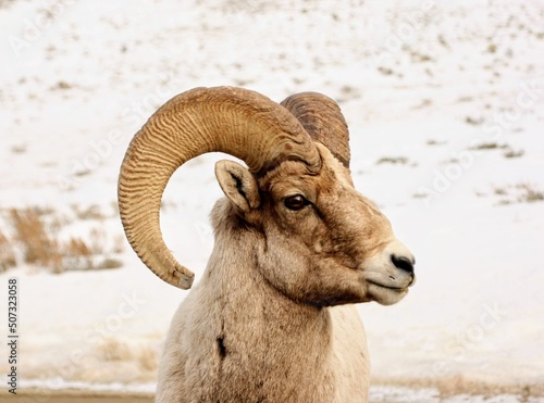 A male bighorn sheep in the Elk Refuge in Jackson Hole, WY