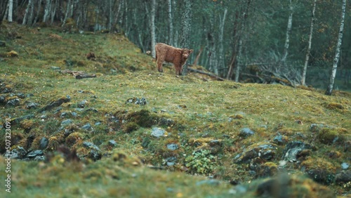 A cute Highlander calf is grazing on a rocky field, looking around with curiosity. Slow-motion, pan follow. photo