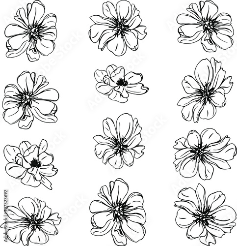 Fototapeta Naklejka Na Ścianę i Meble -  set of flower buds vector isolated silhouette outlines