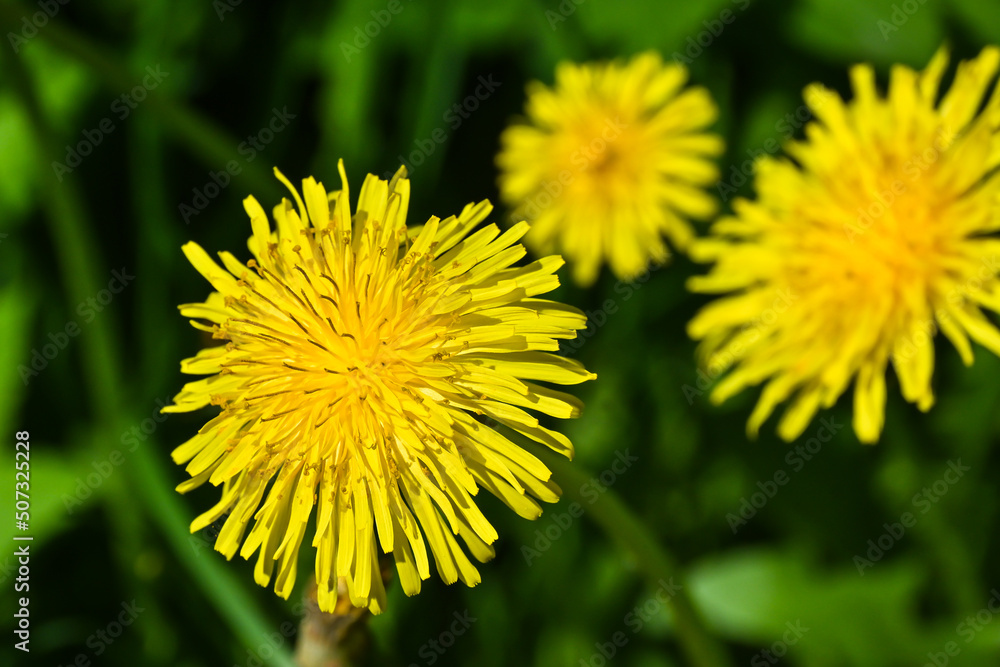 Yellow dandelions. Yellow dandelions.