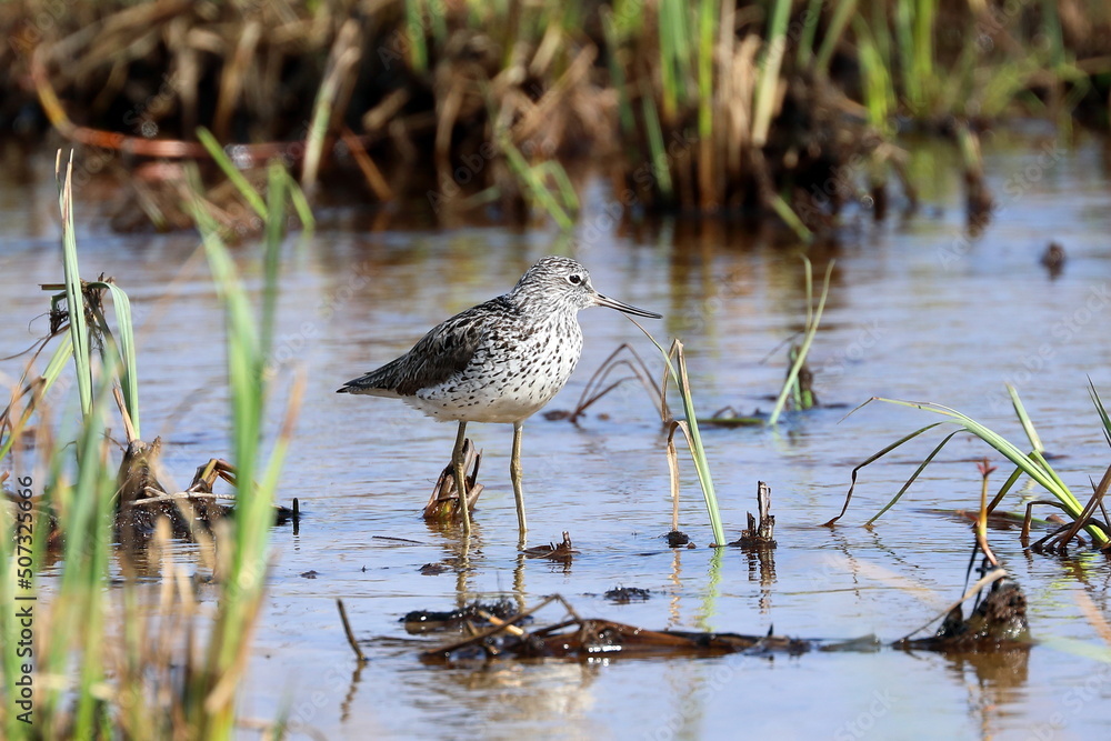 Tringa nebularia. Common Greenshank in the spring in the north of Russia Tringa nebularia. Common Greenshank in the spring in the north of Russia
