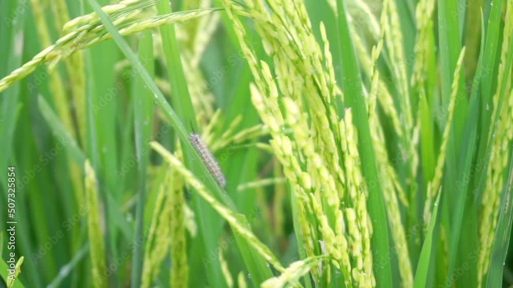 Wild Caterpillar resting on leaf of Paddy Plant inside green Rice Field during windy day,close up Wild Caterpillar resting on leaf of Paddy Plant inside green Rice Field during windy day,close up