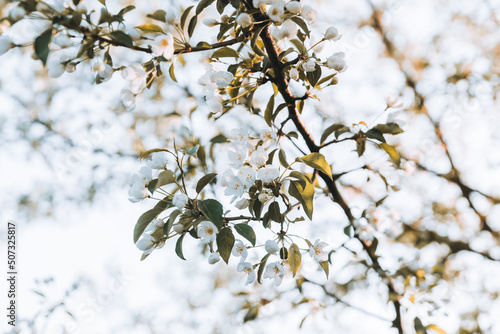 Blooming apple tree in the garden. Selective focus.