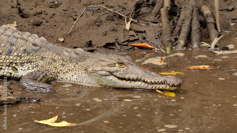 Close up of an American crocodile (Crocodylus acutus) in the Tamarindo Wildlife Refuge, Tamarindo, Costa Rica Close up of an American crocodile (Crocodylus acutus) in the Tamarindo Wildlife Refuge, Tamarindo, Costa Rica