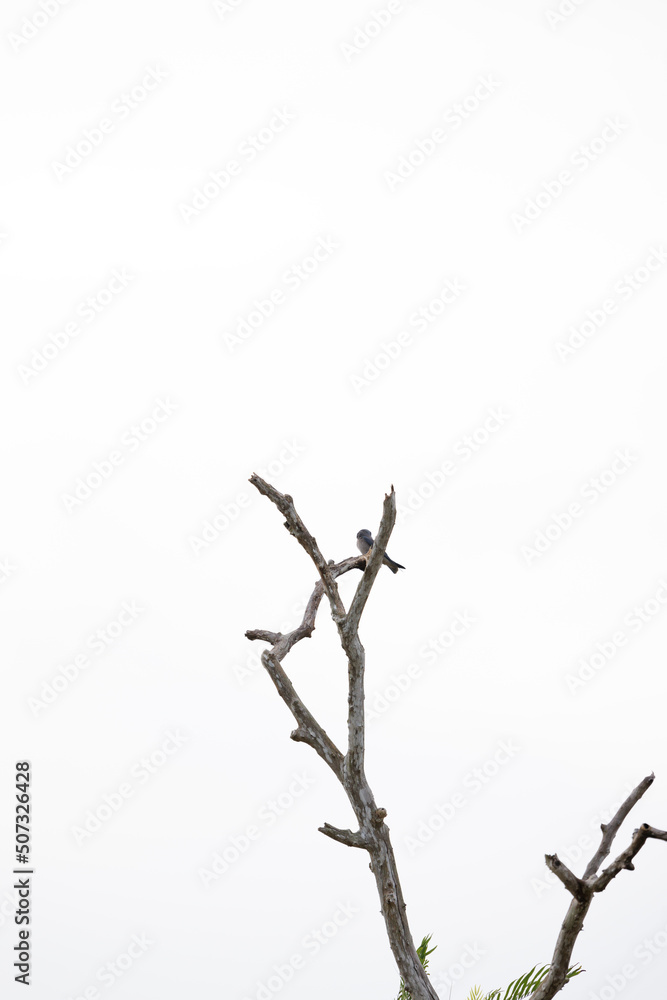 bird perching on a branch, white background bird perching on a branch, white background