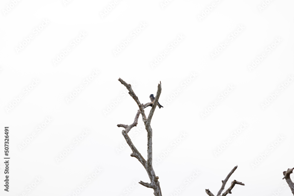 bird perching on a branch, white background bird perching on a branch, white background