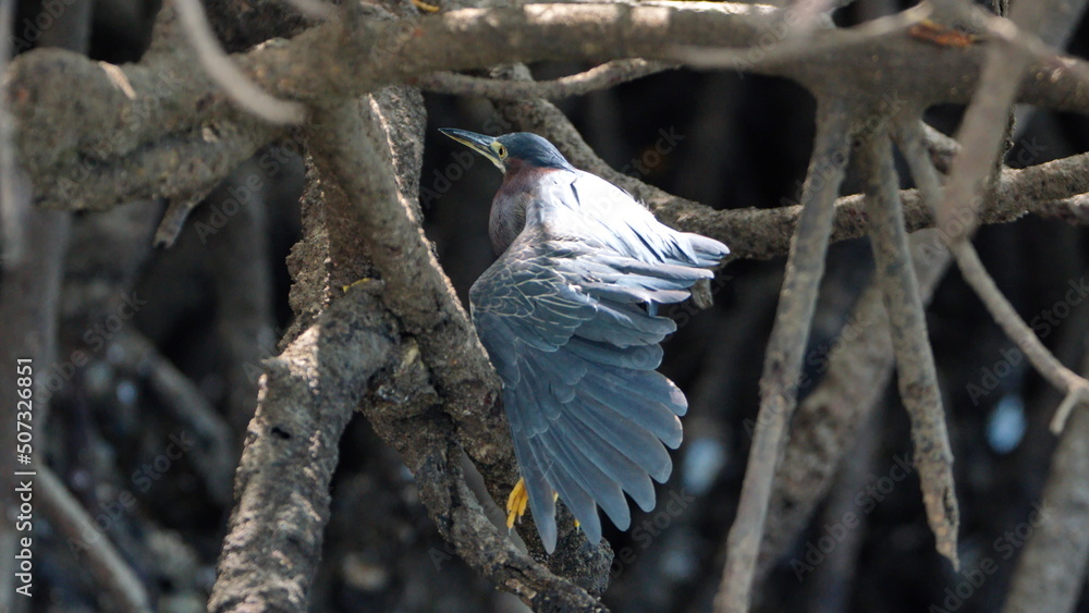 Obraz premium Green heron (Butorides virescens) perched in the mangrove roots with its wing extended in the Tamarindo Wildlife Refuge, Tamarindo, Costa Rica