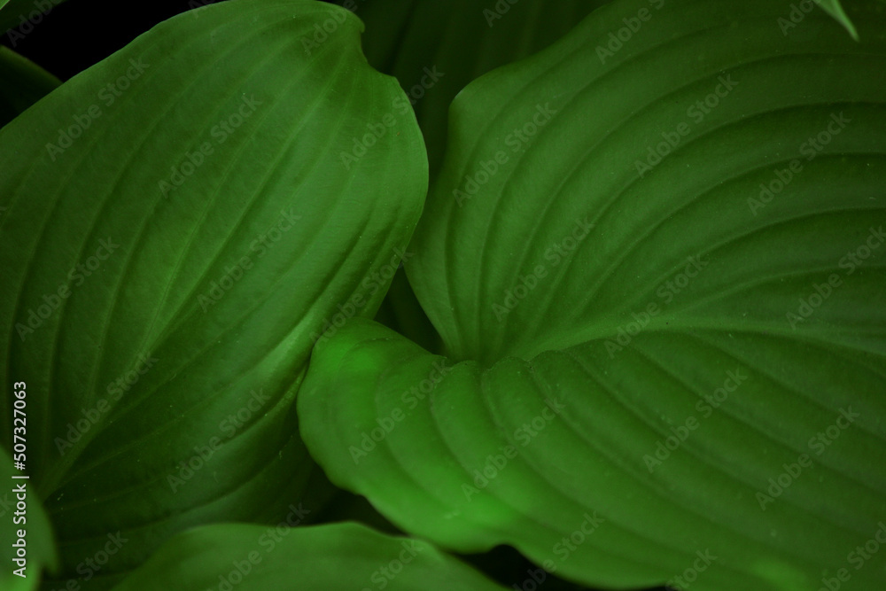 Obraz premium close up of green leaves