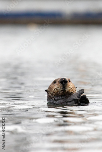 Female sea otter looking at camera while floating in Morro Bay harbor on the central coast of California United States